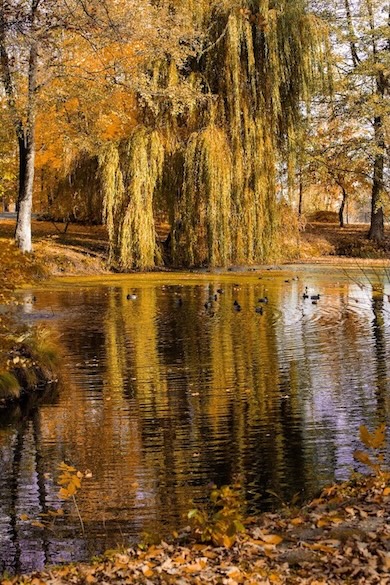V&ouml;gel im Park des Manor House Spa