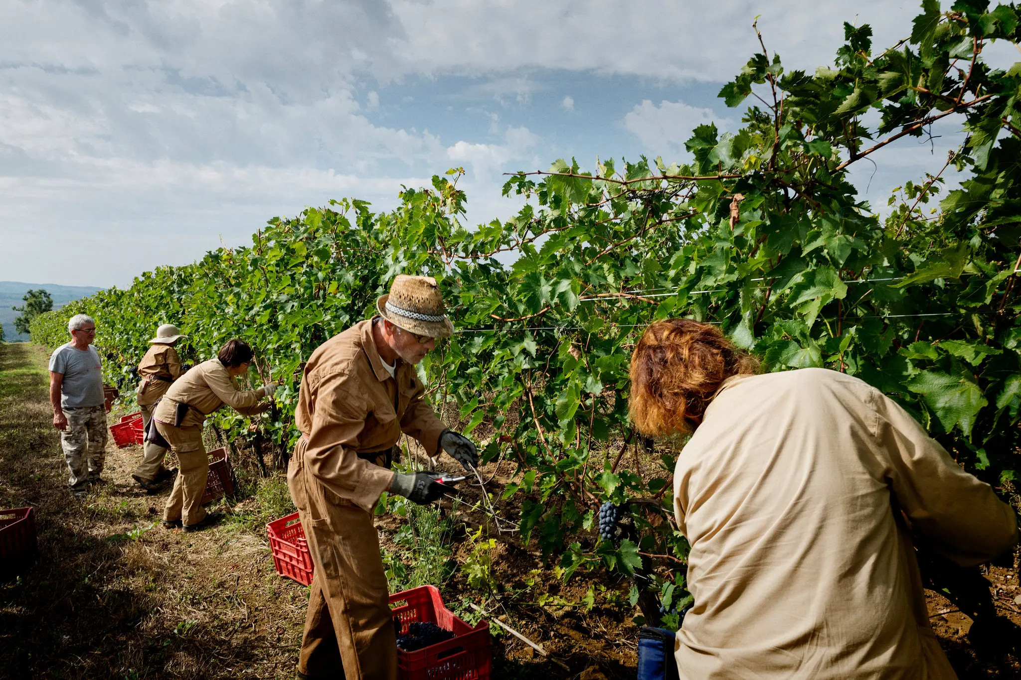 Toskanische Weinberge